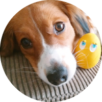 犬